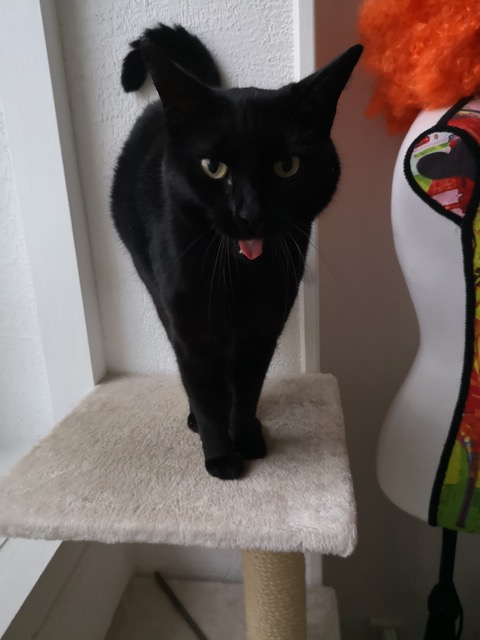 Chat noir avec la bouche ouverte petsitter vidauban